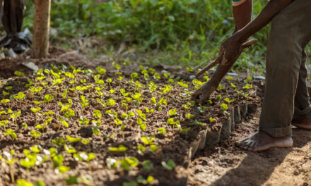 ¿Sabes qué café se cultiva en Puerto Rico?