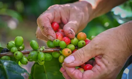 Una visita a Yauco, descubriendo sabores y paisajes