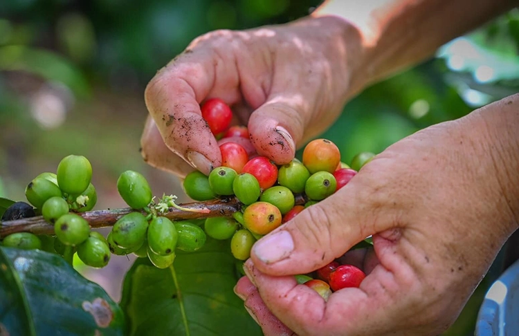 Una visita a Yauco, descubriendo sabores y paisajes